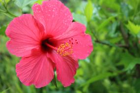 Comanche Azores São Miguel