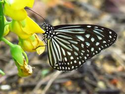 Black Butterfly Flower Close Up