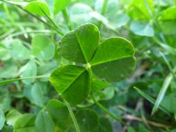green clover close up
