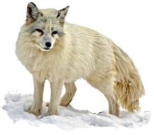 Isolated Arctic Fox Wilderness