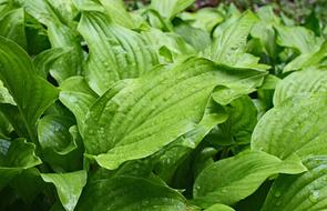 green Rain-Wet Plantain Lily Leaves