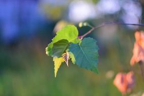 green leaves on a branch in the garden