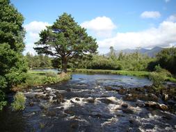 Bach River Fish Fishing