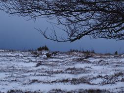 Snow Winter Nature