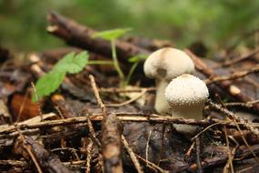 Mushroom Fungi White