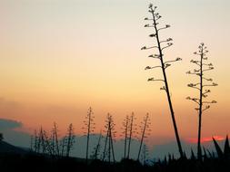 Backlight Sunset Landscape