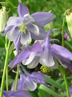 beautiful flowers with summer leaves