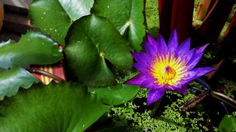 purple flower in the leaves at home