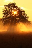 Tree at Sunrise in Morning
