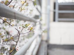 tree sprouts by the white house