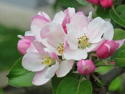 little flowers on a branch with leaves