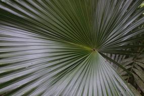 Palm Fronds Green