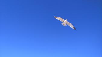 Gull Sky