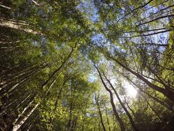 Trees National Park Ferragosto