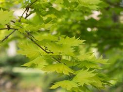 many leaves on one branch