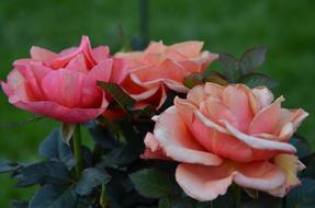 roses bouquet on a green background