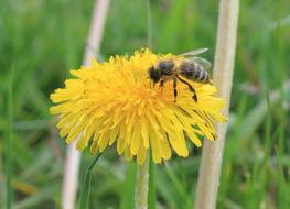 Bee Dandelion Nature