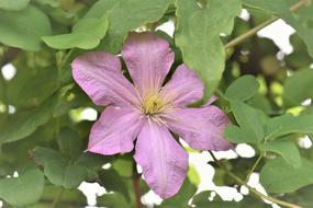 a beautiful flower in the leaves on the tree