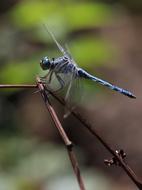 Dragonfly Insecta Wings