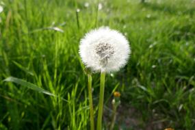 summer fluffy dandelion