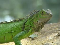 Iguana Nature Reptile