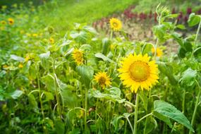 Garden Sunflower