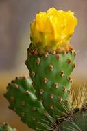 Jardin De Cactus Lanzarote