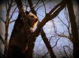 Opossum Animal Wild