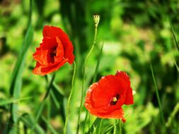 Fragrant poppies in the grass