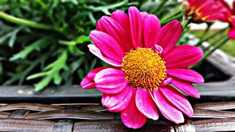 a pink flower on a basket