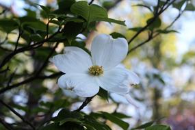 Dogwood Spring Bloom