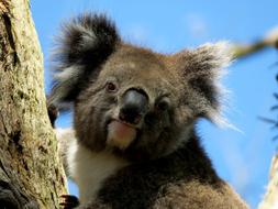 Animal Koala
