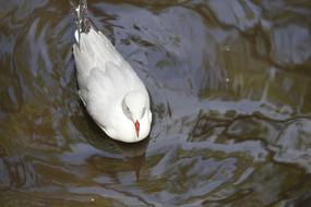 Bird Water Natural