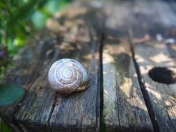 Spiral Shell on wood