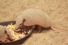 Animal Armadillo South