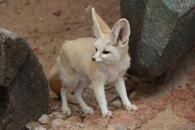 Desert Fox Animal