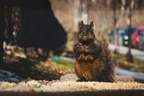 Squirrel Animals on Urban street