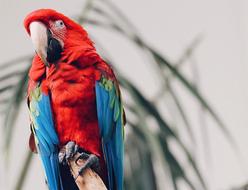 Colorful Feather Bird