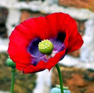 Opium Poppy Flower