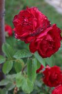 Rose Spring Flower