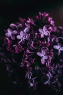 Dark Violet Flower