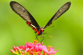 Butterfly Pink Flower