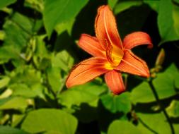 Day Lily Orange Blossom