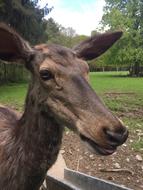 Roe Deer Nature Fallow