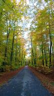 the road in autumn leaves and yellow trees