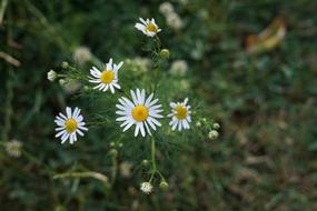 wild daisies in the grass