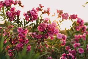 Pink Flower Petals