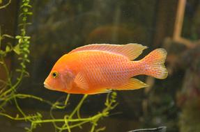 orange fish in an aquarium