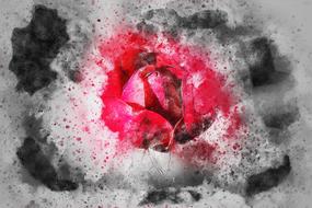 flower rose art abstract nature