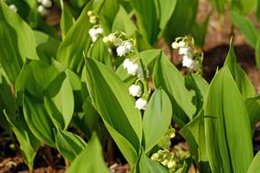 Lily Of The Valley Flowers